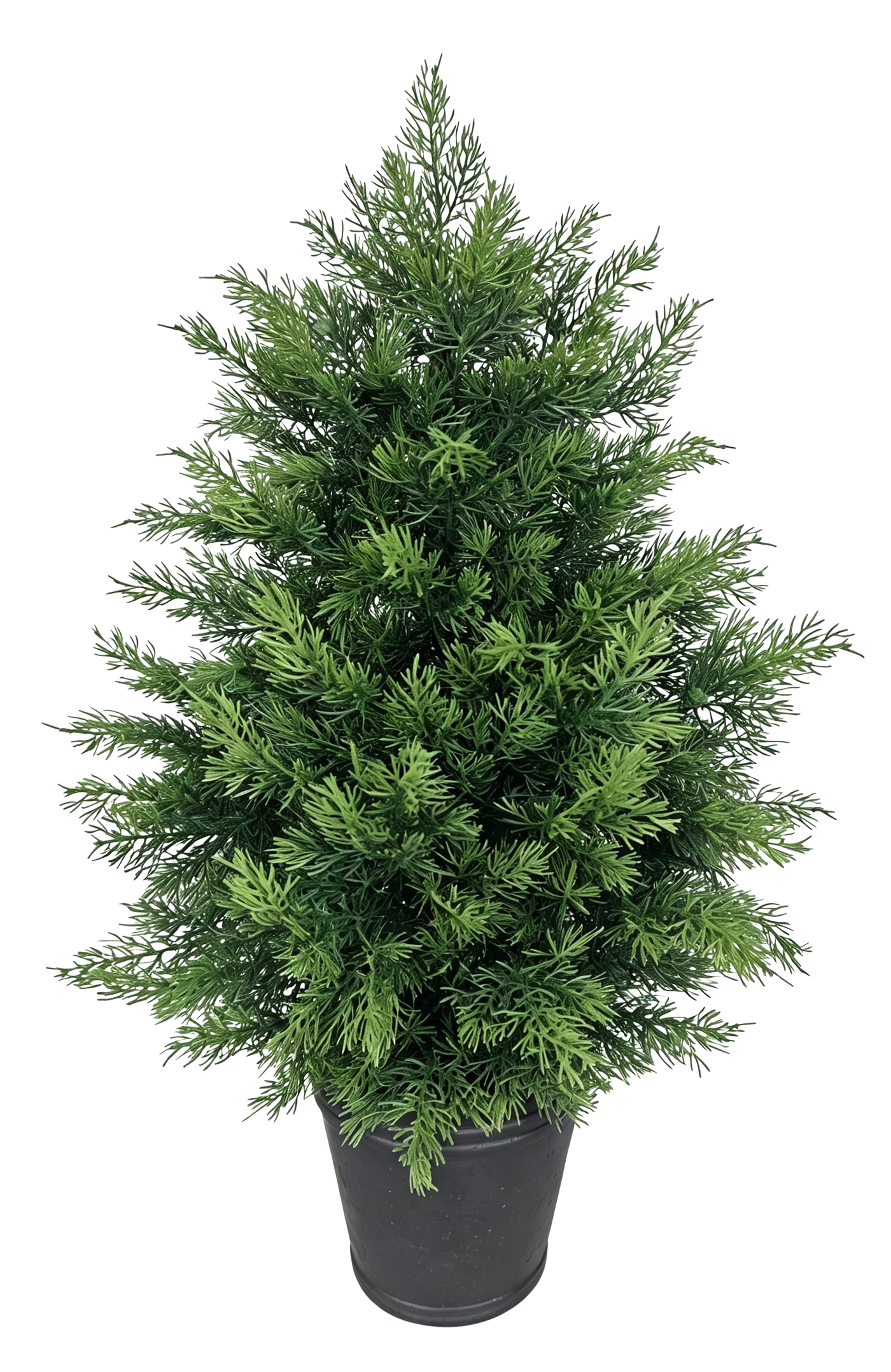 Potted Cypress Tabletop Tree — Pewter Pot