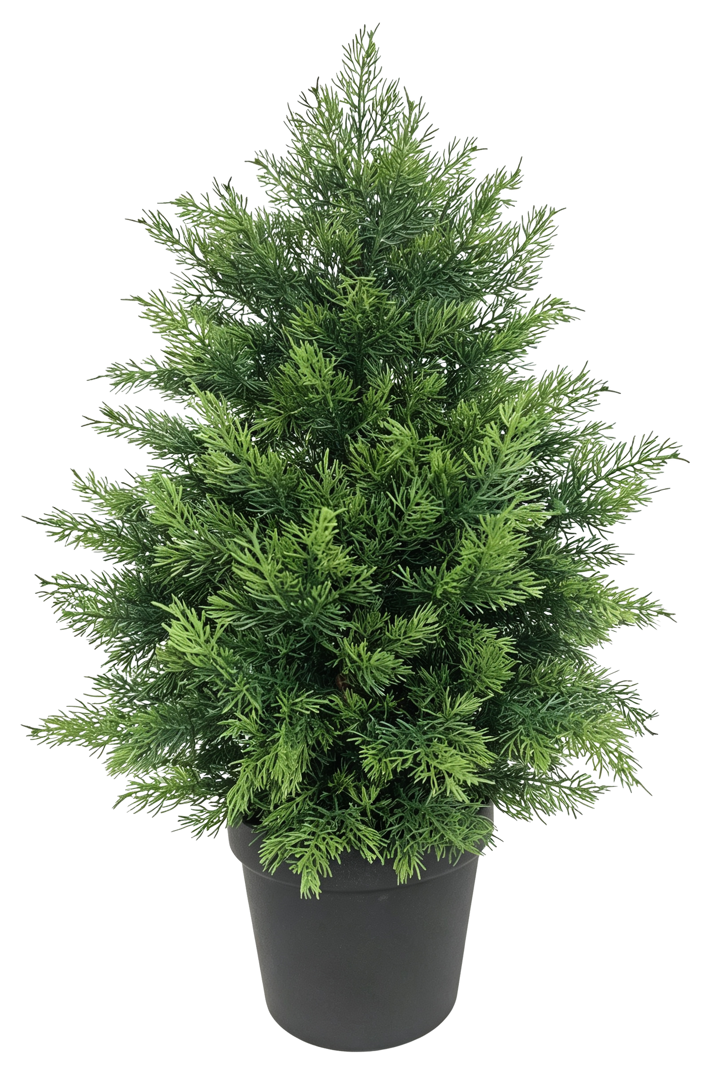 Potted Cypress Tabletop Tree — Black Pot