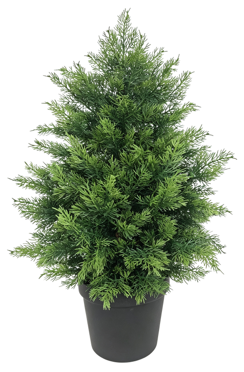 Potted Cypress Tabletop Tree in black pot