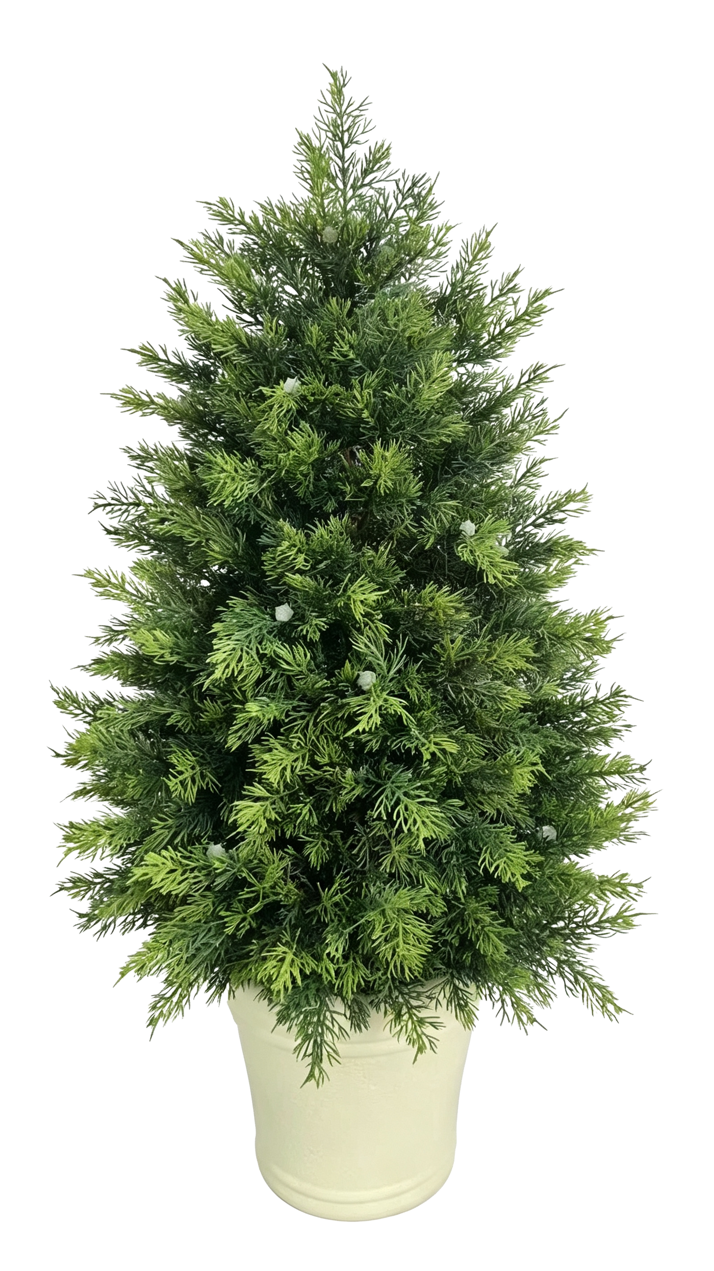 Potted Cypress Tabletop Tree — Ivory Pot